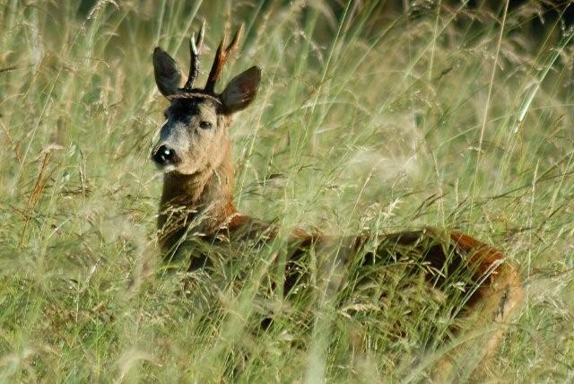 QUIZ:  INDOVINA L''UNGULATO!!! (per i non 